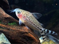 Gastrodermus mamore - Click for species page