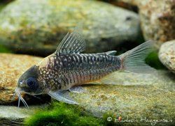 Gastrodermus nijsseni - Click for species page