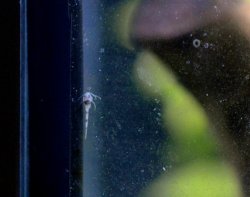 Gastrodermus pygmaeus