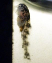 Gastrodermus sp. (C126)