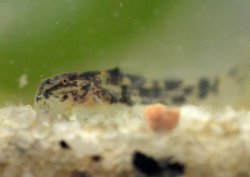 Gastrodermus sp. (C126)