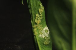 Gastrodermus sp. (Cw022)