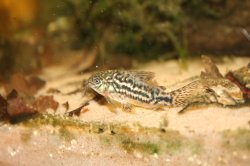 Gastrodermus sp. (Cw022)