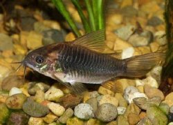 Gastrodermus sp. (Cw087) - Click for species page