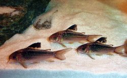 Gastrodermus sp. (Cw095) - Click for species page