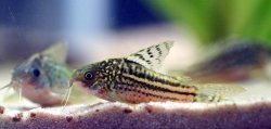 Gastrodermus sp. (Cw105) - Click for species page