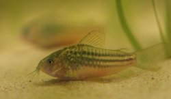 Gastrodermus sp. (Cw105)