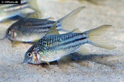 Gastrodermus sp. (Cw123) - Click for species page