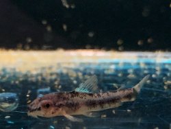 Gastrodermus sp. (Cw153)