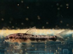 Gastrodermus sp. (Cw153)