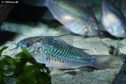 Gastrodermus undulatus - Click for species page