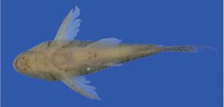 Hoplisoma apiaka