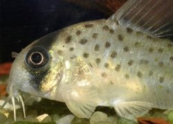 Hoplisoma atropersonatum