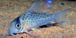 Hoplisoma atropersonatum