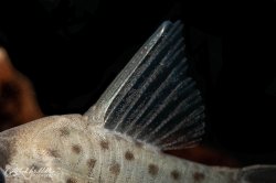 Hoplisoma atropersonatum