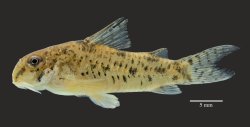 Hoplisoma benattii - Click for species page