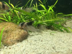 Hoplisoma bicolor