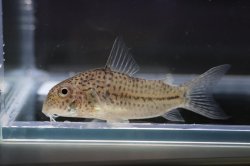 Hoplisoma boehlkei - Click for species page