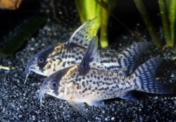 Hoplisoma brevirostre
