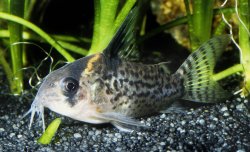 Hoplisoma brevirostre