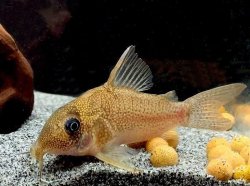Hoplisoma cf. noxium - Click for species page