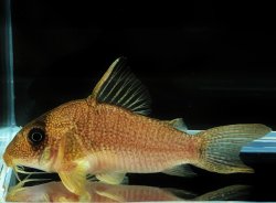 Hoplisoma cf. noxium