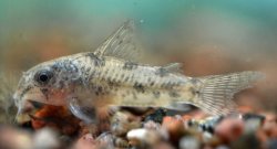 Hoplisoma cochui