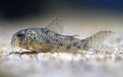 Hoplisoma cochui