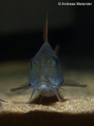 Hoplisoma concolor