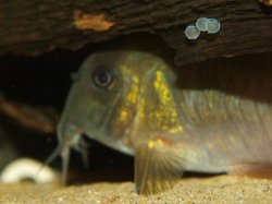 Hoplisoma concolor