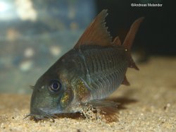 Hoplisoma concolor