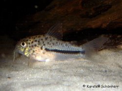Hoplisoma coppenamense
