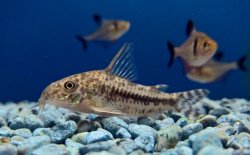 Hoplisoma diphyes