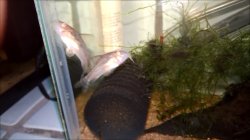 Hoplisoma diphyes