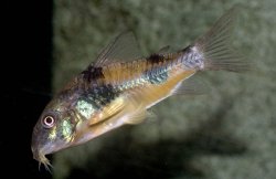 Hoplisoma ehrhardti - Click for species page
