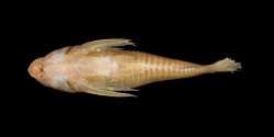 Hoplisoma esperanzae