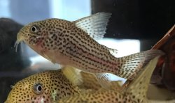 Hoplisoma eversi
