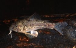 Hoplisoma flaveolum - Click for species page