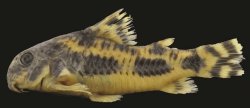 Hoplisoma froehlichi - Click for species page
