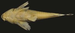 Hoplisoma froehlichi