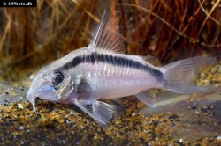 Hoplisoma granti - Click for species page