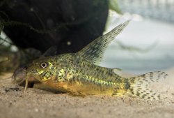 Hoplisoma gryphus - Click for species page