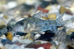 Hoplisoma gryphus