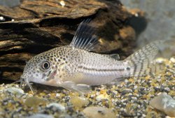 Hoplisoma julii