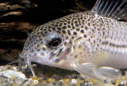 Hoplisoma julii
