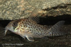 Hoplisoma kanei - Click for species page