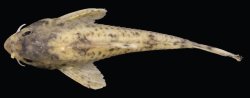 Hoplisoma lacrimostigmata