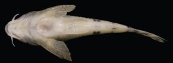 Hoplisoma lacrimostigmata