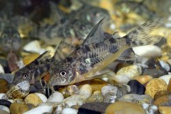 Hoplisoma longipinne
