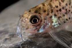 Hoplisoma loretoense